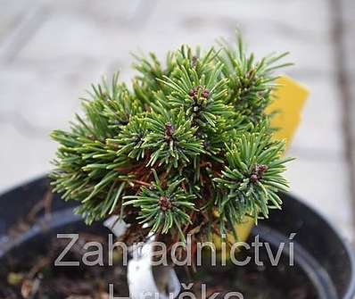 Borovice - Pinus mugo 'Vurbs'