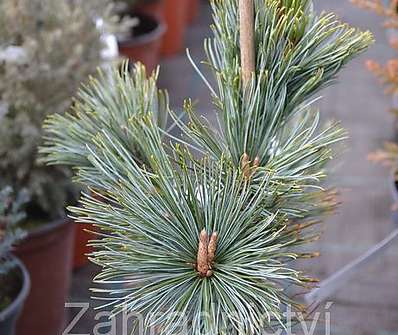 Borovice - Pinus pumila 'Dwarf Blue'