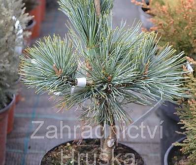 Borovice - Pinus pumila 'Dwarf Blue'