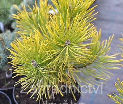 Borovice - Pinus mugo 'Golden Glow'