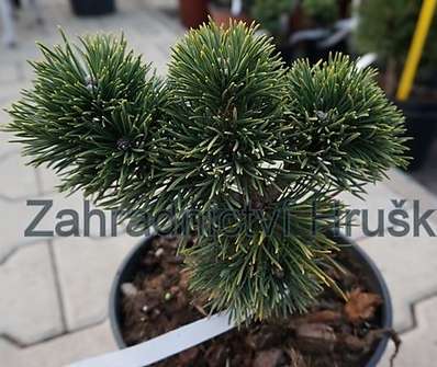 Borovice - Pinus mugo 'Jacobsen'.