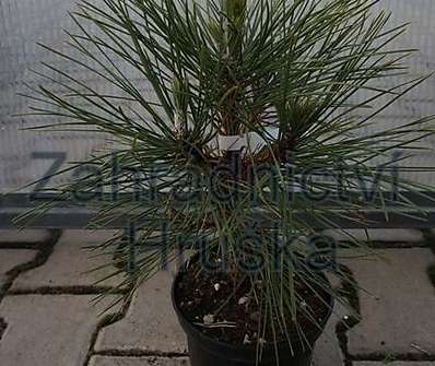 Borovice - Pinus nigra 'Nana Wurstle'