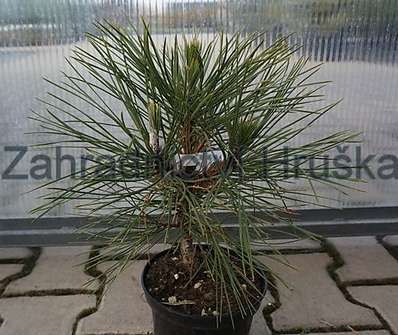 Borovice - Pinus nigra 'Nana Wurstle'