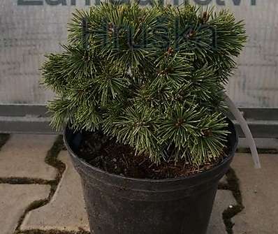 Borovice - Pinus uncinata 'Křivák'
