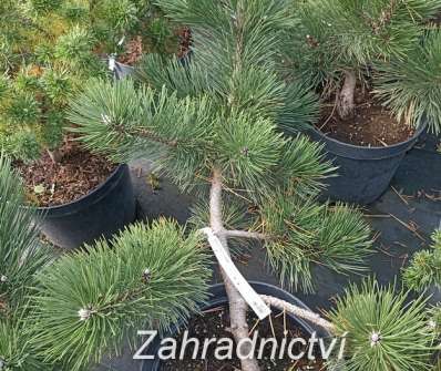 Borovice - Pinus nigra 'Grasse'