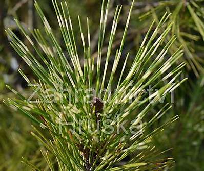 Borovice - Pinus densiflora 'Oculus Draconis'...