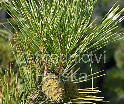 Borovice - Pinus densiflora 'Oculus Draconis'...