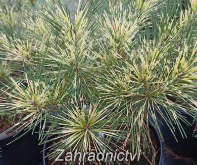 Borovice - Pinus densiflora 'Oculus Draconis'...