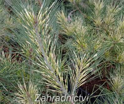 Borovice - Pinus densiflora 'Oculus Draconis'...