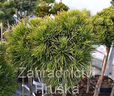 Borovice - Pinus mugo 'Varela' KM