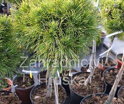 Borovice - Pinus mugo 'Varela' KM