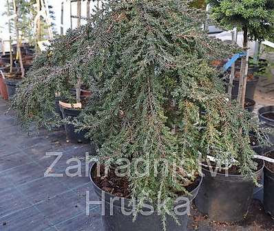 jalovec - Juniperus communis 'Green Mantle'..KM