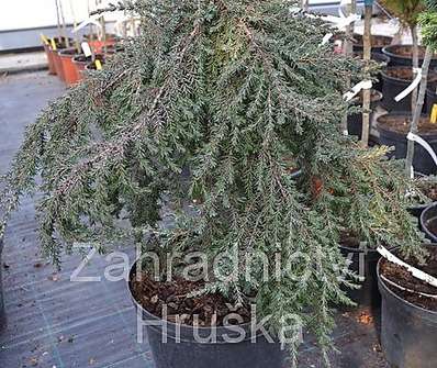 jalovec - Juniperus communis 'Green Mantle'..KM