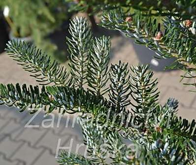 jedle - Abies koreana 'Silberlocke'..