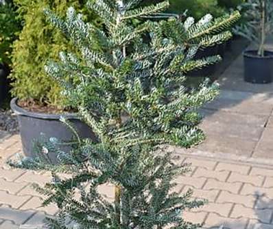 jedle - Abies koreana 'Silberlocke'..