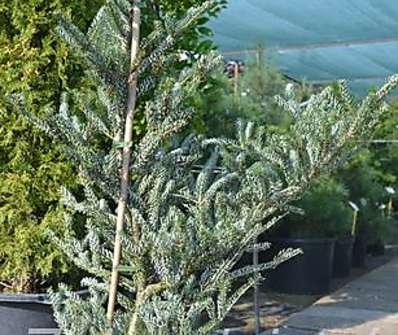 jedle - Abies koreana 'Silberlocke'..