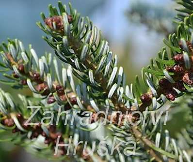 jedle - Abies koreana 'Silwer Star'.