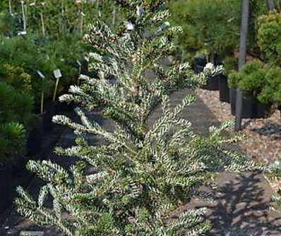jedle - Abies koreana 'Silwer Star'.