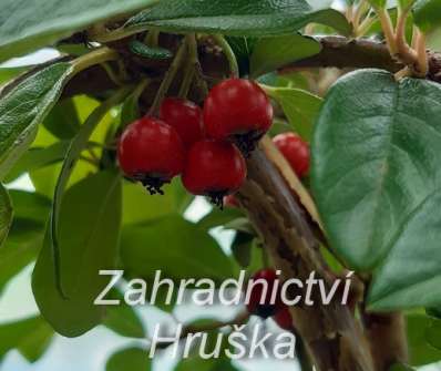 skalník - Cotoneaster dammeri