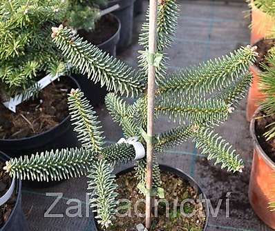 jedle - Abies pinsapo 'Aurea'