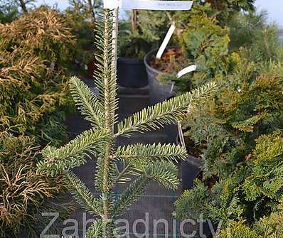 jedle - Abies balsamea 'Aurea'
