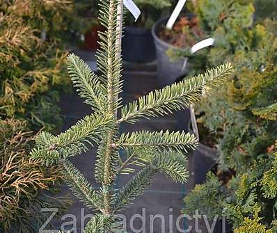 jedle - Abies balsamea 'Aurea'
