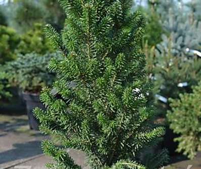 jedle - Abies alba 'Pyramidalis Compacta'