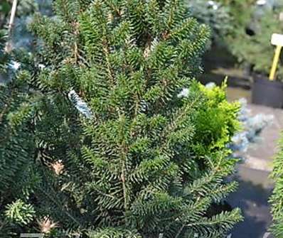 jedle - Abies alba 'Pyramidalis Compacta'