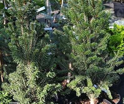 jedle - Abies alba 'Pyramidalis Compacta'