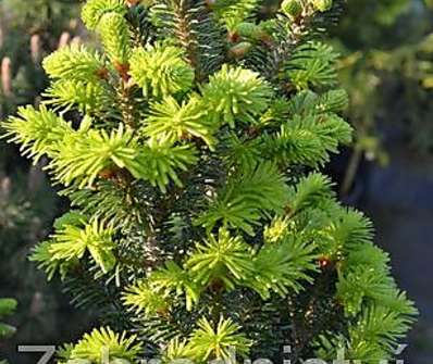 jedle - Abies alba 'Pyramidalis Compacta'