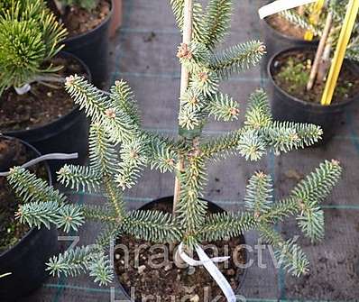 jedle - Abies pinsapo 'Horstman Nana'