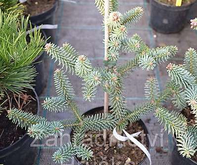 jedle - Abies pinsapo 'Horstman Nana'