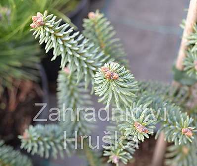 jedle - Abies pinsapo 'Horstman Nana'