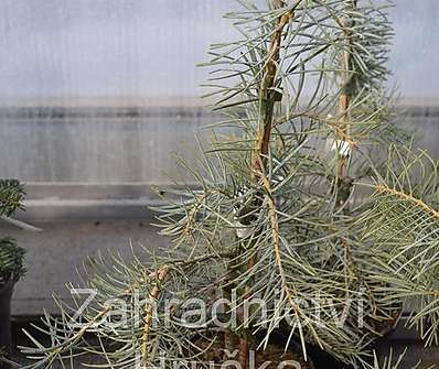 jedle - Abies concolor 'Blue Cloak'