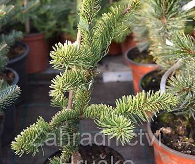 jedle - Abies procera 'Sherwood'