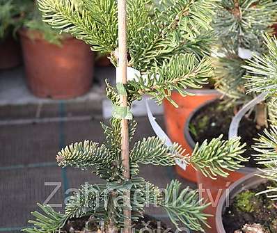 jedle - Abies procera 'Sherwood'