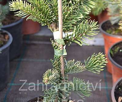 jedle - Abies procera 'Sherwood'