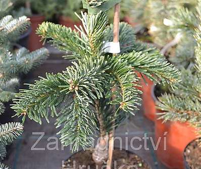 jedle - Abies nordmanniana 'Robusta Pendula'