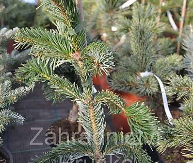 jedle - Abies nordmanniana 'Robusta Pendula'