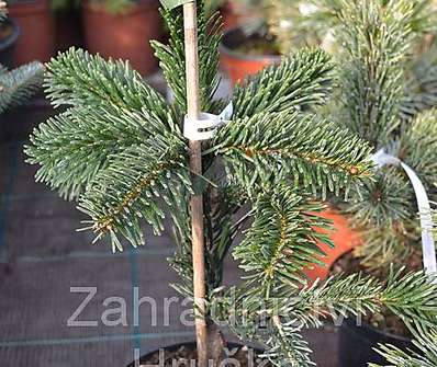 jedle - Abies nordmanniana 'Robusta Pendula'