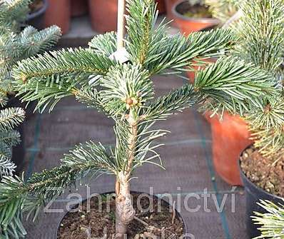 jedle - Abies nordmanniana 'Robusta Pendula'