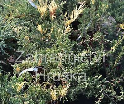 jalovec - Juniperus horizontalis 'Variegata'
