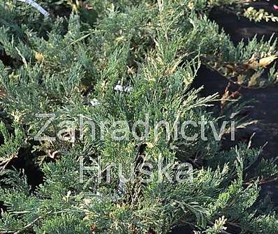 jalovec - Juniperus horizontalis 'Variegata'