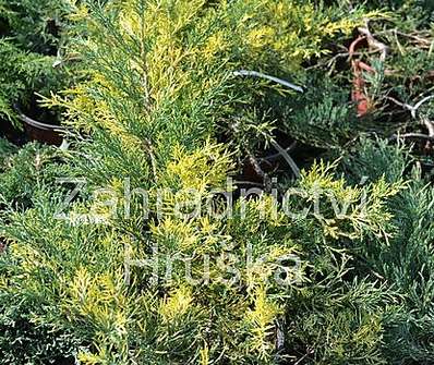 jalovec - Juniperus pfitzeriana 'Blue and Gold'