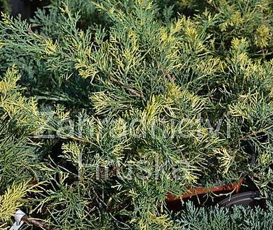 jalovec - Juniperus pfitzeriana 'Blue and Gold'