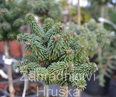 jedle - Abies balsamea 'WB 3 USA' KM