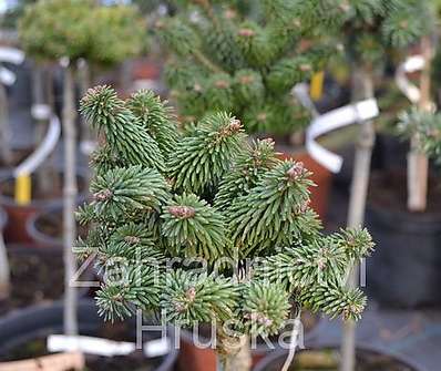 jedle - Abies balsamea 'WB 3 USA' KM