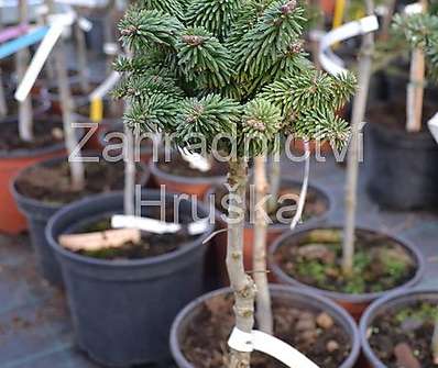 jedle - Abies balsamea 'WB 3 USA' KM