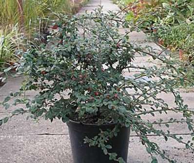 skalník - Cotoneaster dammeri 'Royal Carpet'