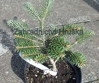 jedle - Abies alba 'Kamenná Lhota'